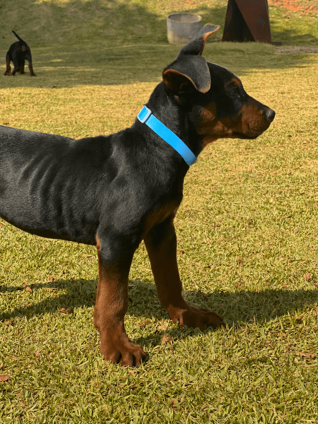 Bluey Laizhou Hong Brasil - capa