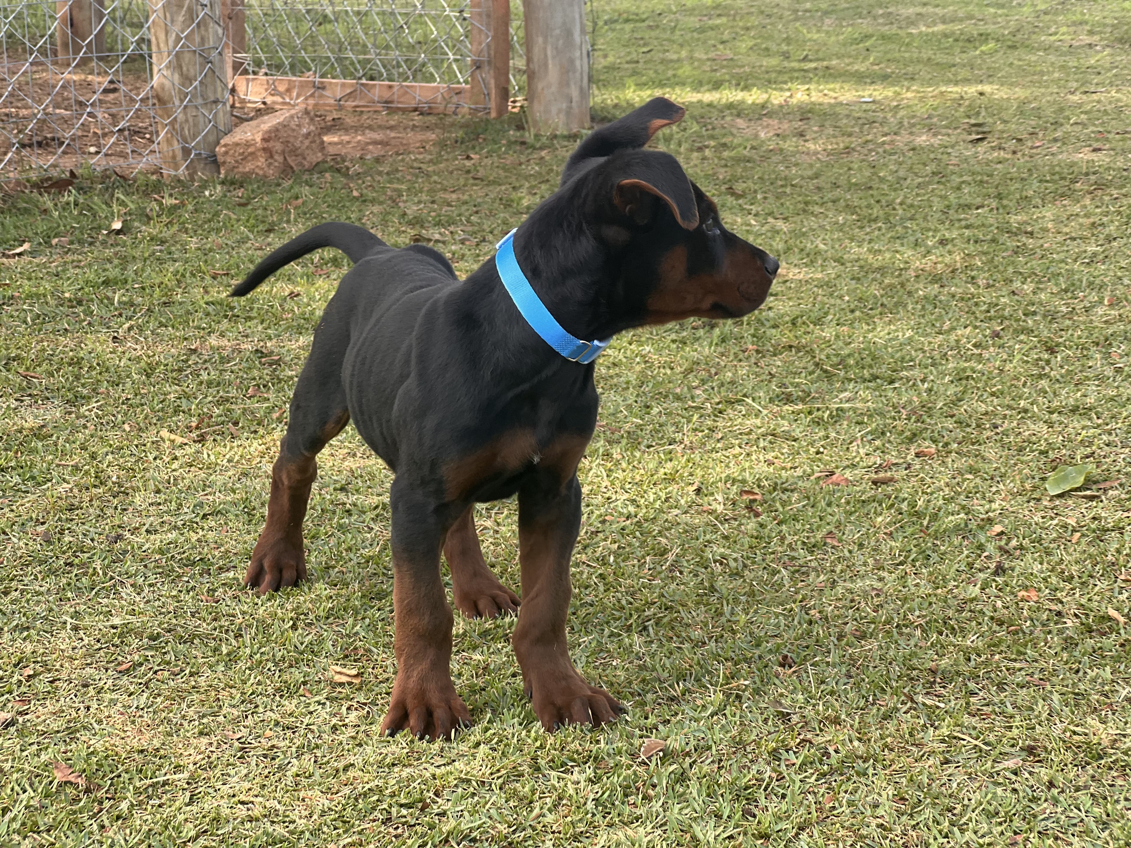 Bluey Laizhou Hong Brasil - foto