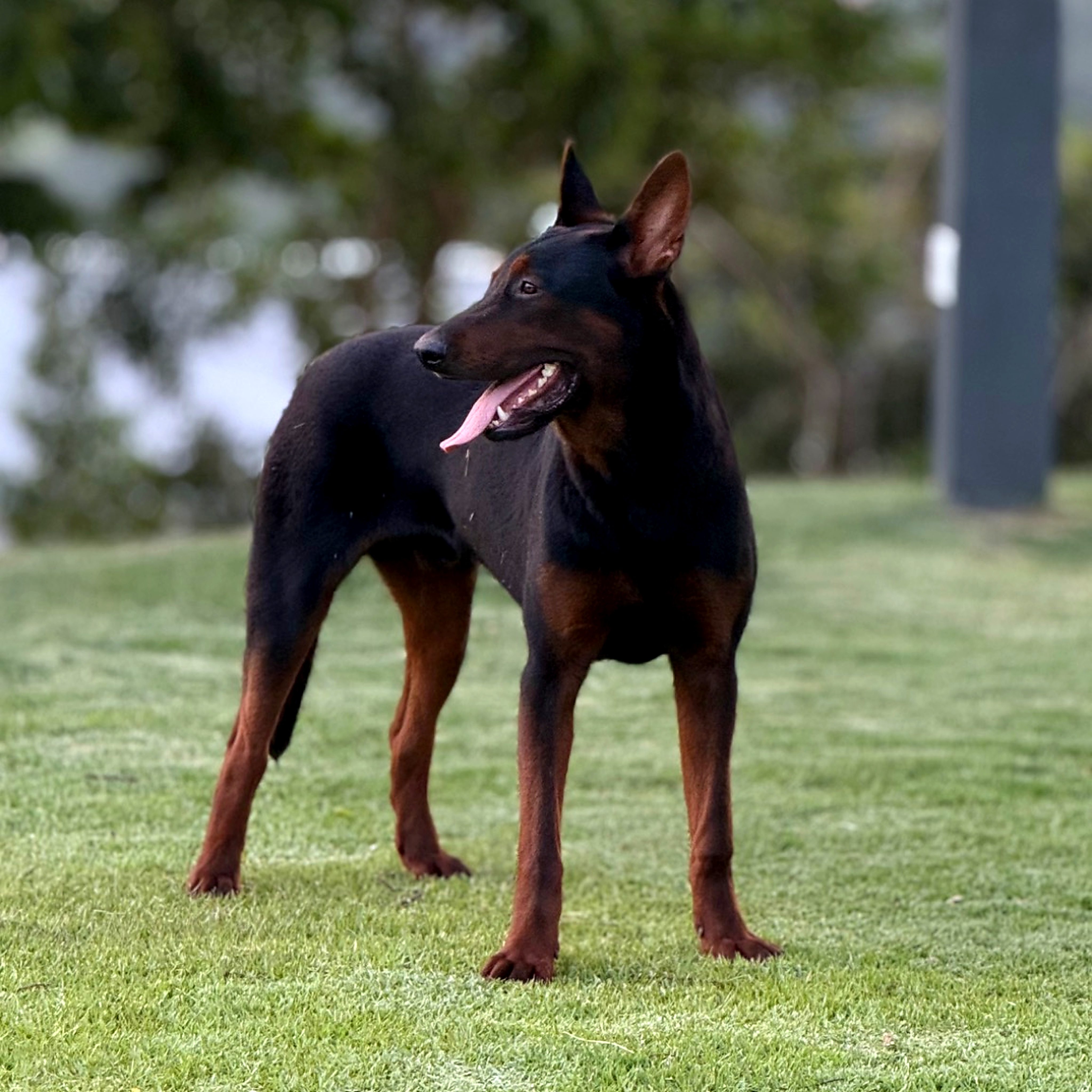 Ben = Laizhou Hong em atenção